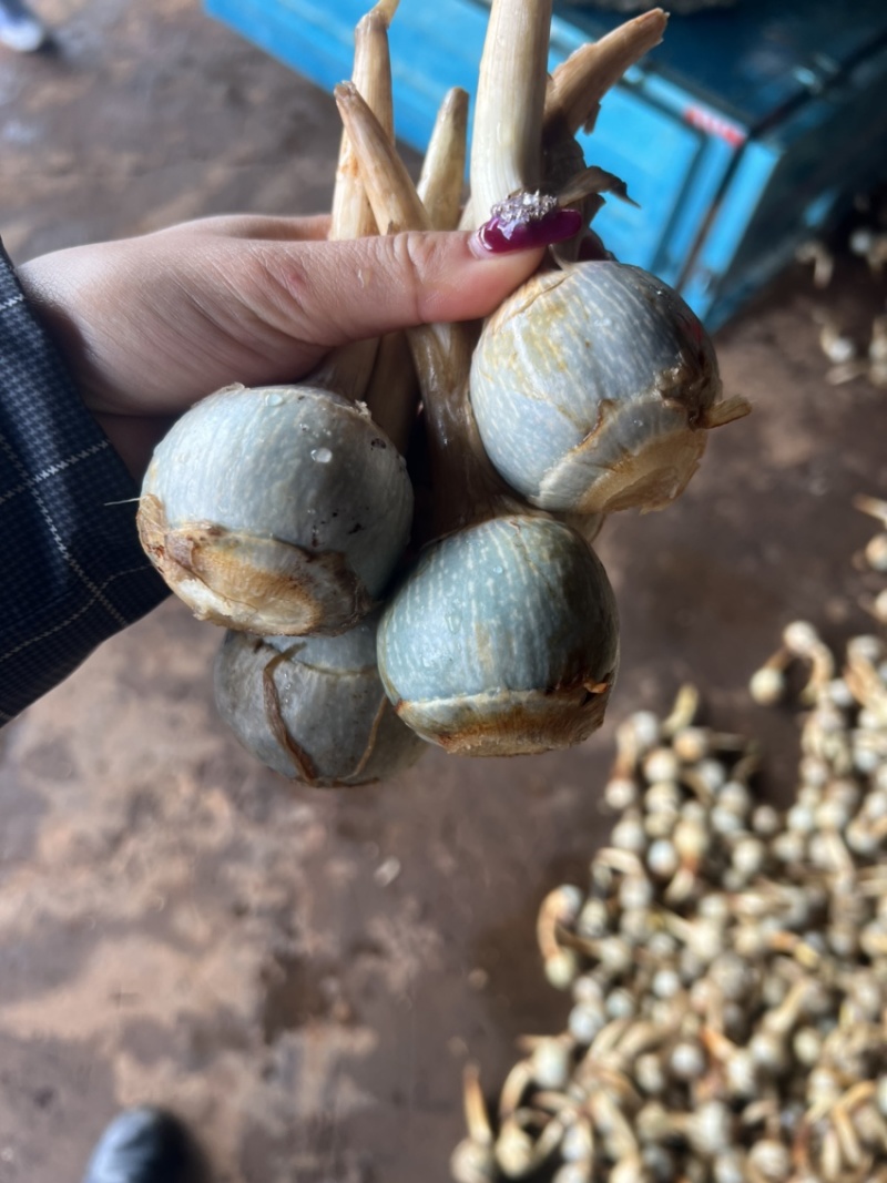 石屏鸭蛋绿茨菇不空心无苦味