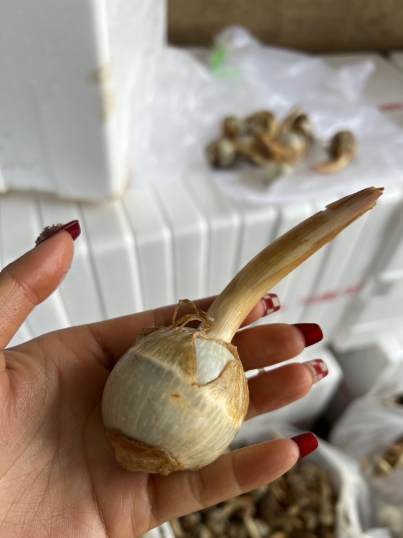 石屏鸭蛋绿茨菇不空心无苦味