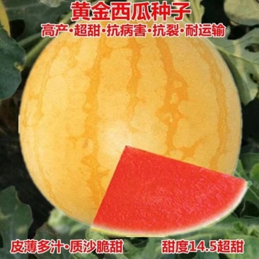 礼品西瓜种子，西瓜种子，单瓜重2公斤，好看好吃