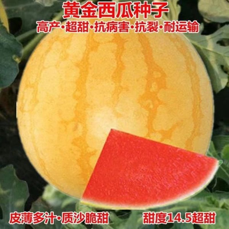 礼品西瓜种子，西瓜种子，单瓜重2公斤，好看好吃