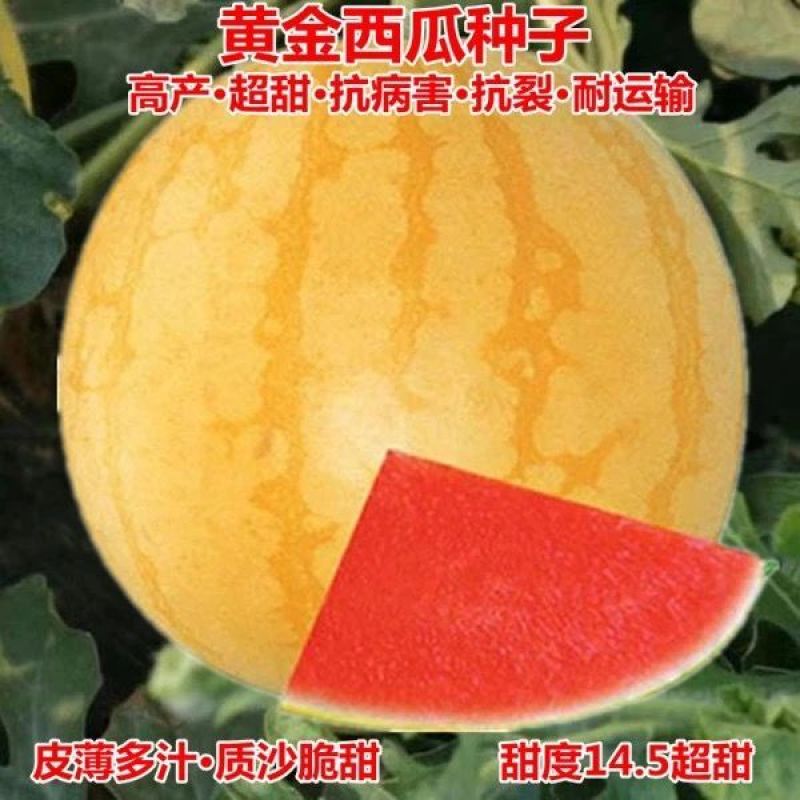 礼品西瓜种子，西瓜种子，单瓜重2公斤，好看好吃