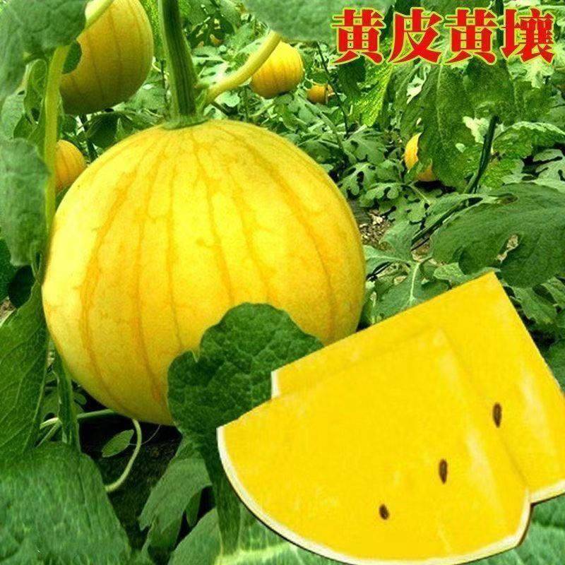 礼品西瓜种子，西瓜种子，单瓜重2公斤，好看好吃