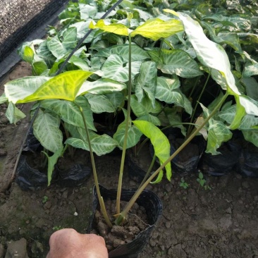 白蝴蝶，合果芋，中山绿植地被批发，品种多样