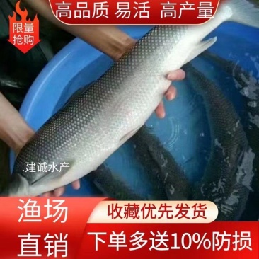 大规格耐养银鳕鱼苗银鳕鱼鳕鱼苗大鳞鲃鱼苗养殖鱼苗高档鱼苗