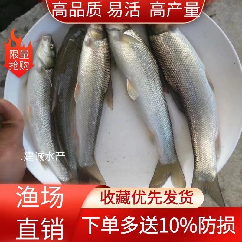 大规格耐养银鳕鱼苗银鳕鱼鳕鱼苗大鳞鲃鱼苗养殖鱼苗高档鱼苗