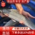 大规格耐养银鳕鱼苗银鳕鱼鳕鱼苗大鳞鲃鱼苗养殖鱼苗高档鱼苗