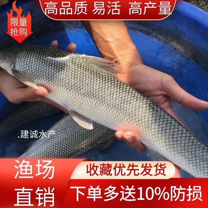 大规格耐养银鳕鱼苗银鳕鱼鳕鱼苗大鳞鲃鱼苗养殖鱼苗高档鱼苗