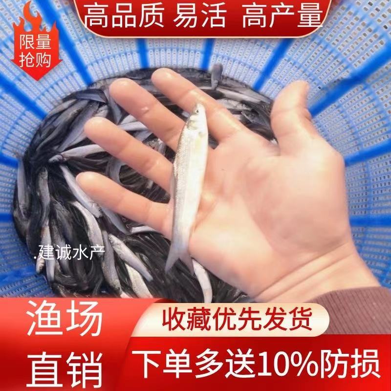 大规格耐养银鳕鱼苗银鳕鱼鳕鱼苗大鳞鲃鱼苗养殖鱼苗高档鱼苗