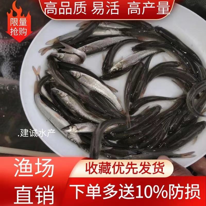 大规格耐养银鳕鱼苗银鳕鱼鳕鱼苗大鳞鲃鱼苗养殖鱼苗高档鱼苗