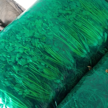 长期大量供应冷库精品矮香菜，一手现货，保证无坏叶，成色好