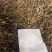 红枫种子中国红枫种子红枫种子红枫种子沙藏红枫种子