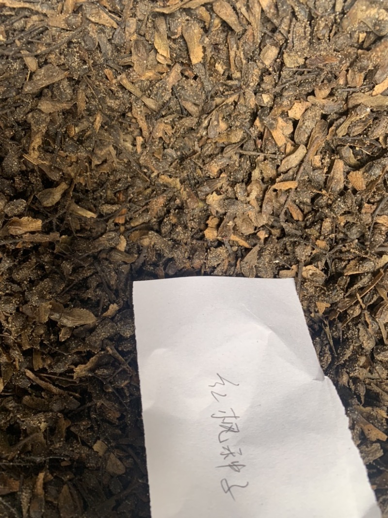 红枫种子中国红枫种子红枫种子红枫种子沙藏红枫种子
