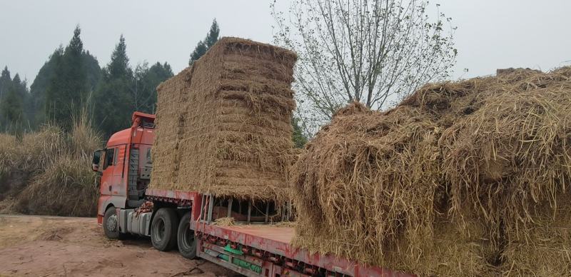 干稻草，干谷草有需要的联系