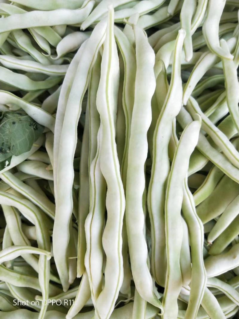 芸豆种子颜色白条子长，早熟产量高，肉厚白色，丰裕而饱满