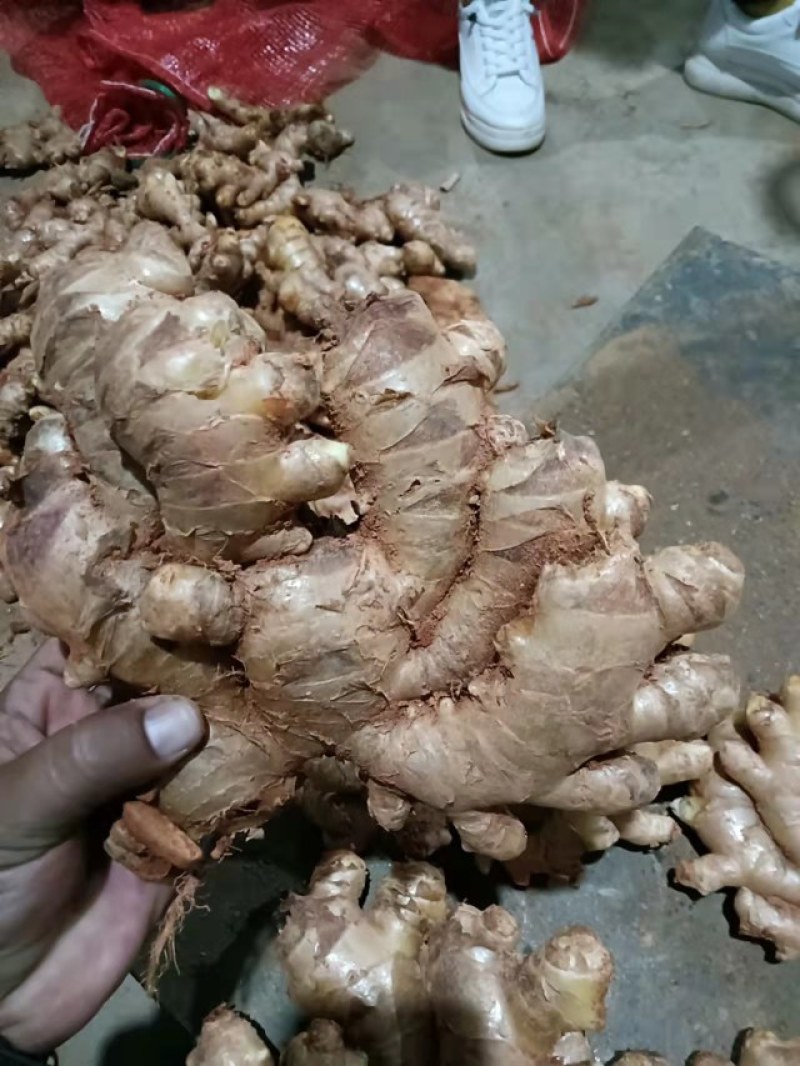 云南罗平小黄姜大量上市产地直销质量上乘全国发货