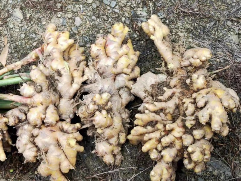 云南罗平小黄姜大量上市产地直销质量上乘全国发货