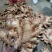 云南罗平小黄姜大量上市产地直销质量上乘全国发货
