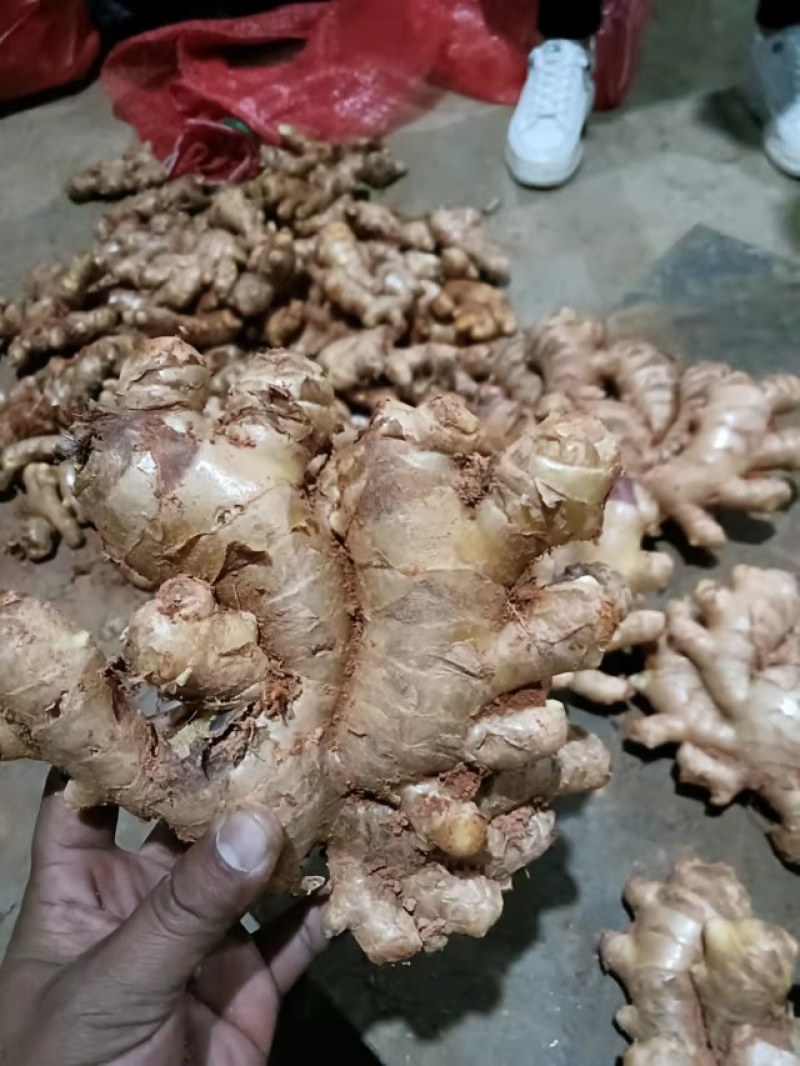云南罗平小黄姜大量上市产地直销质量上乘全国发货