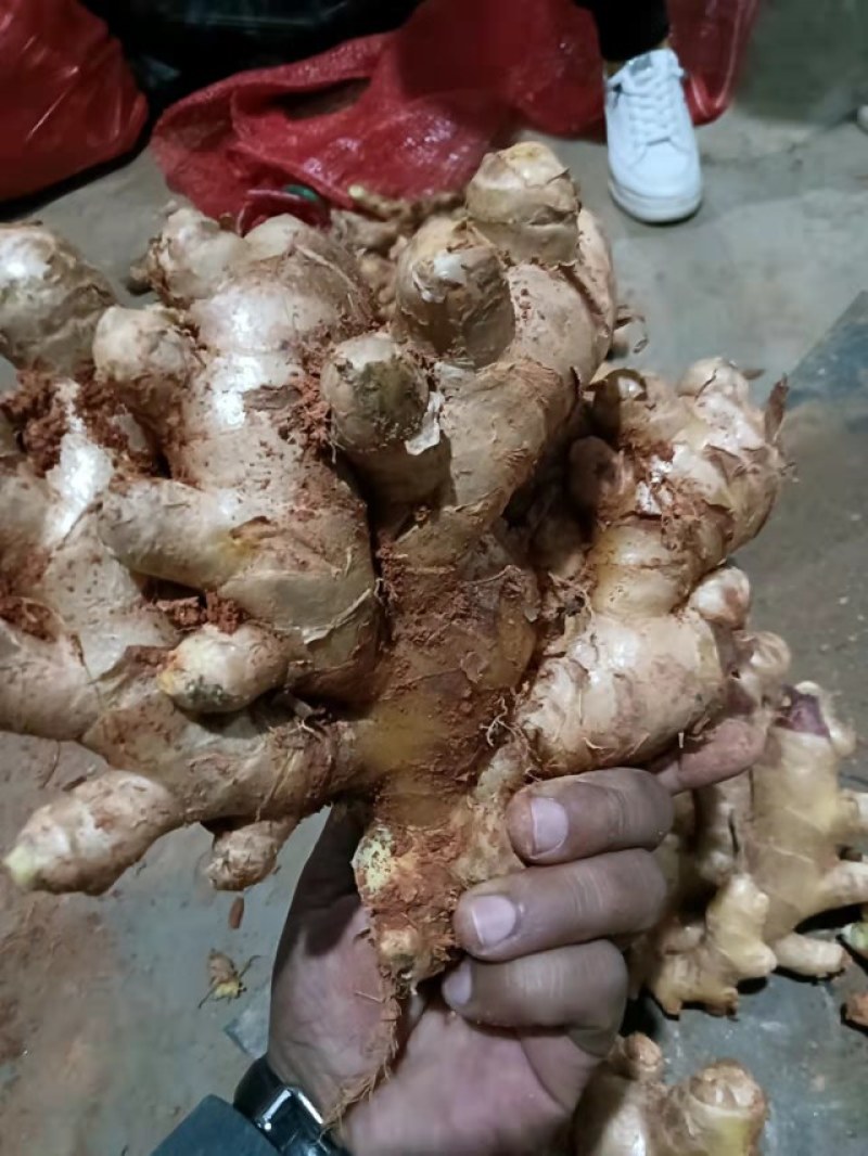云南罗平小黄姜大量上市产地直销质量上乘全国发货