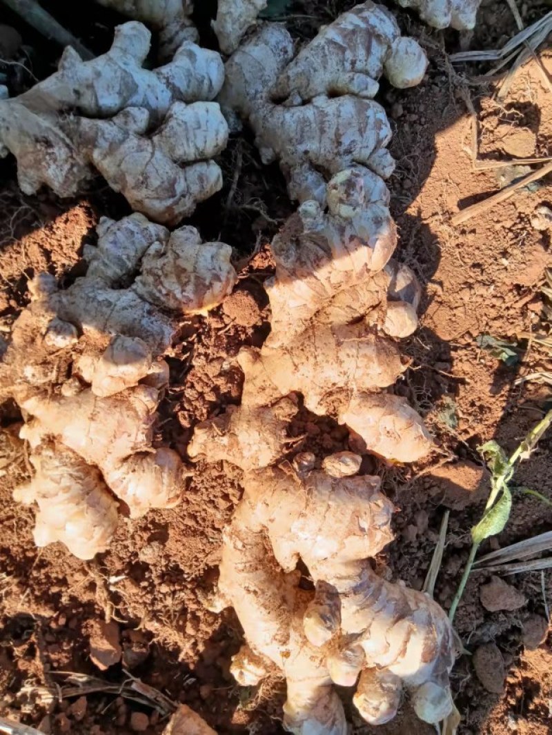 云南罗平小黄姜大量上市产地直销质量上乘全国发货