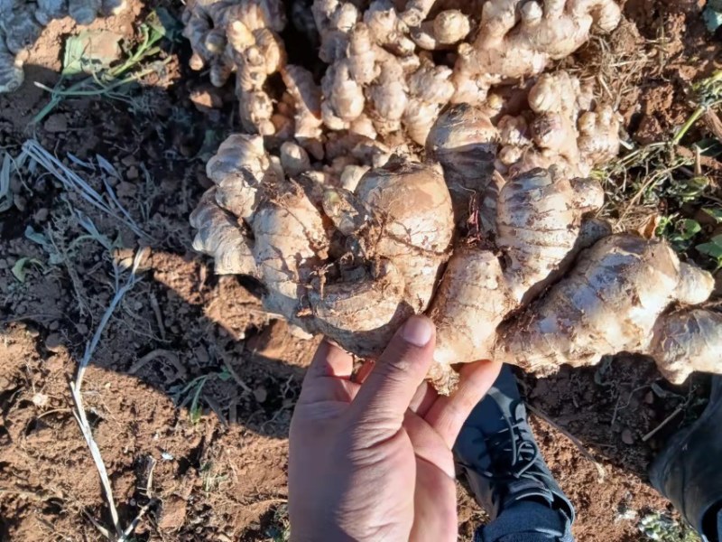 云南罗平小黄姜大量上市产地直销质量上乘全国发货