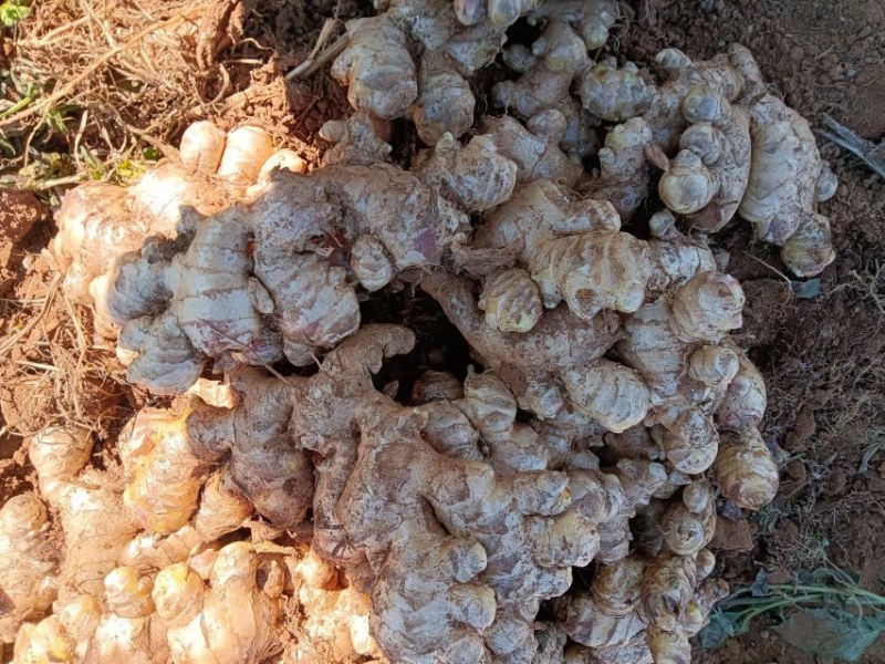 云南罗平小黄姜大量上市产地直销质量上乘全国发货