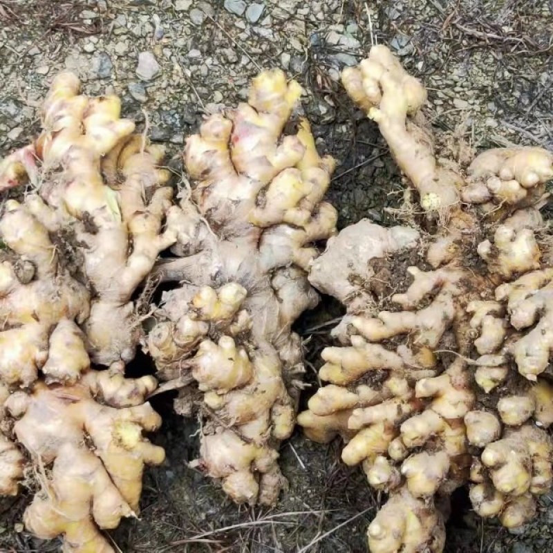 云南罗平小黄姜大量上市产地直销质量上乘全国发货