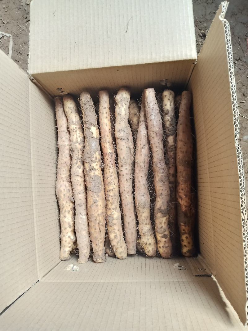 （热销）正宗温县垆土铁棍山药产区直供货源充足量大从优视频