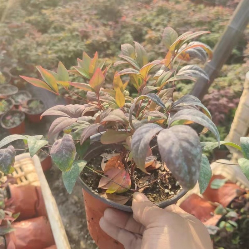 火焰南天竹批发基地南天竹种植各种规格