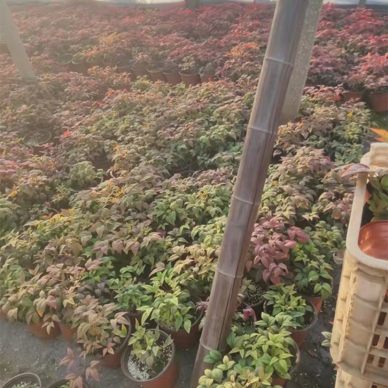 火焰南天竹批发基地南天竹种植各种规格