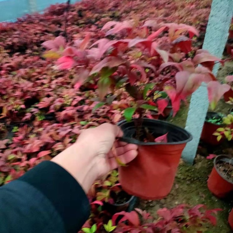 火焰南天竹批发价格各种规格优质火焰南天竹基地