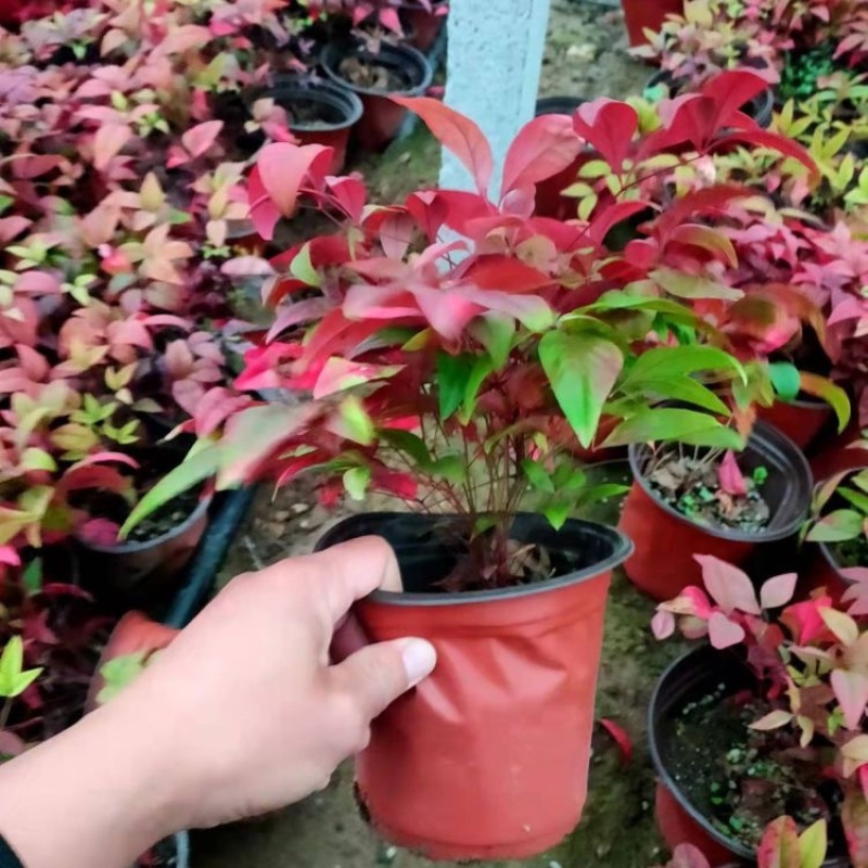 火焰南天竹批发价格各种规格优质火焰南天竹基地
