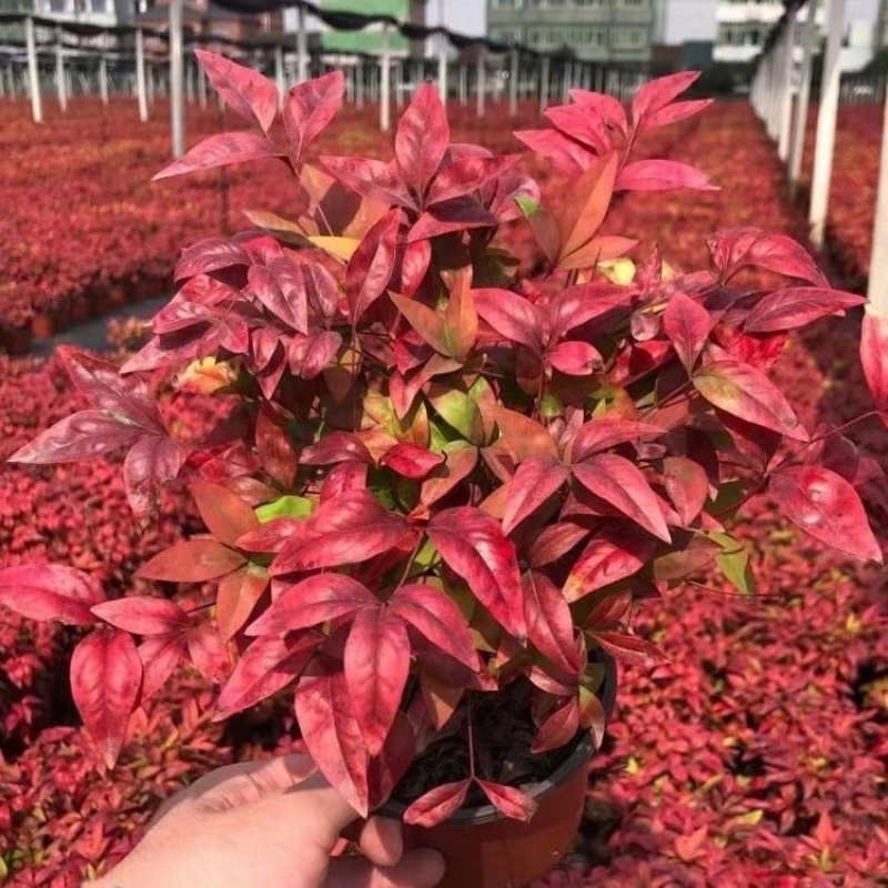 火焰南天竹批发价格各种规格优质火焰南天竹基地