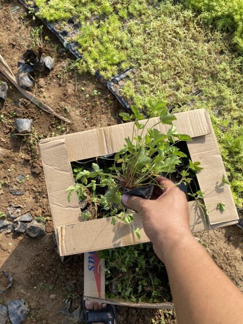 委陵菜自产自销委陵菜批发价格。400万。纸箱