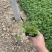 委陵菜自产自销委陵菜批发价格。400万。纸箱