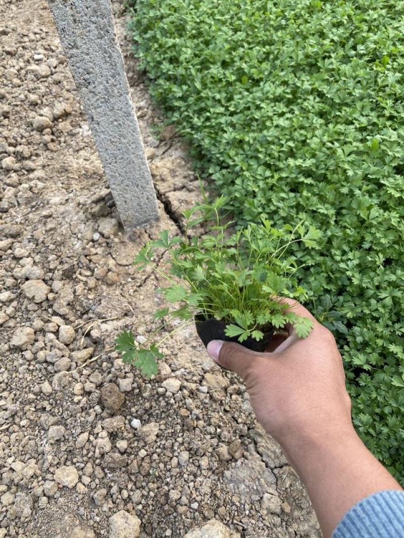 委陵菜自产自销委陵菜批发价格。400万。纸箱