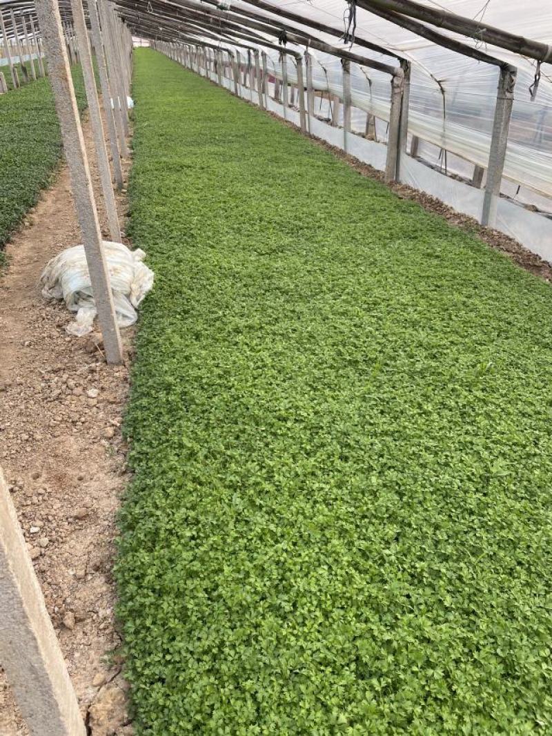 委陵菜自产自销委陵菜批发价格。400万。纸箱