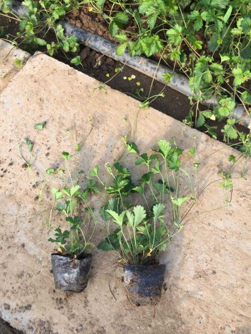 三叶委陵菜种植基地三叶委陵菜批发价格。500万株