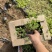 三叶委陵菜种植基地三叶委陵菜批发价格。500万株