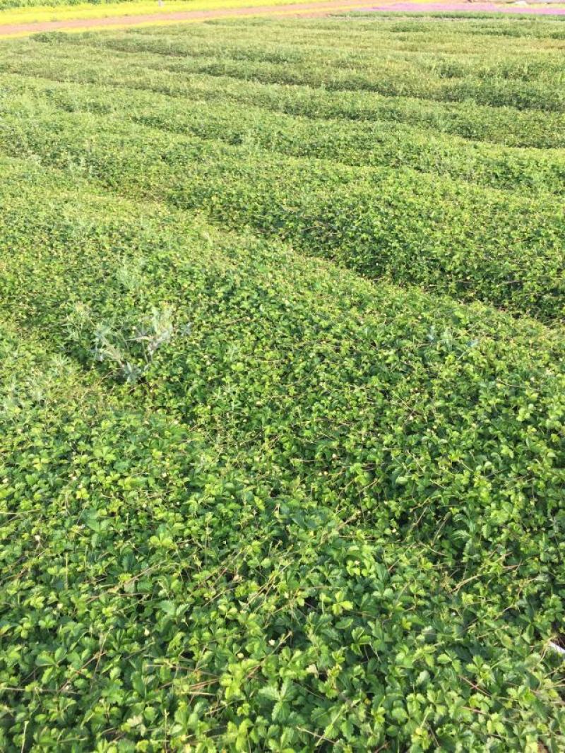 三叶委陵菜种植基地三叶委陵菜批发价格。500万株