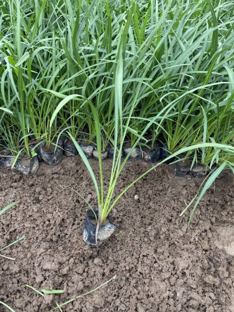 蛇鞭菊自产自销蛇鞭菊农户直销。600万低价出售