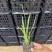 蛇鞭菊自产自销蛇鞭菊农户直销。600万低价出售