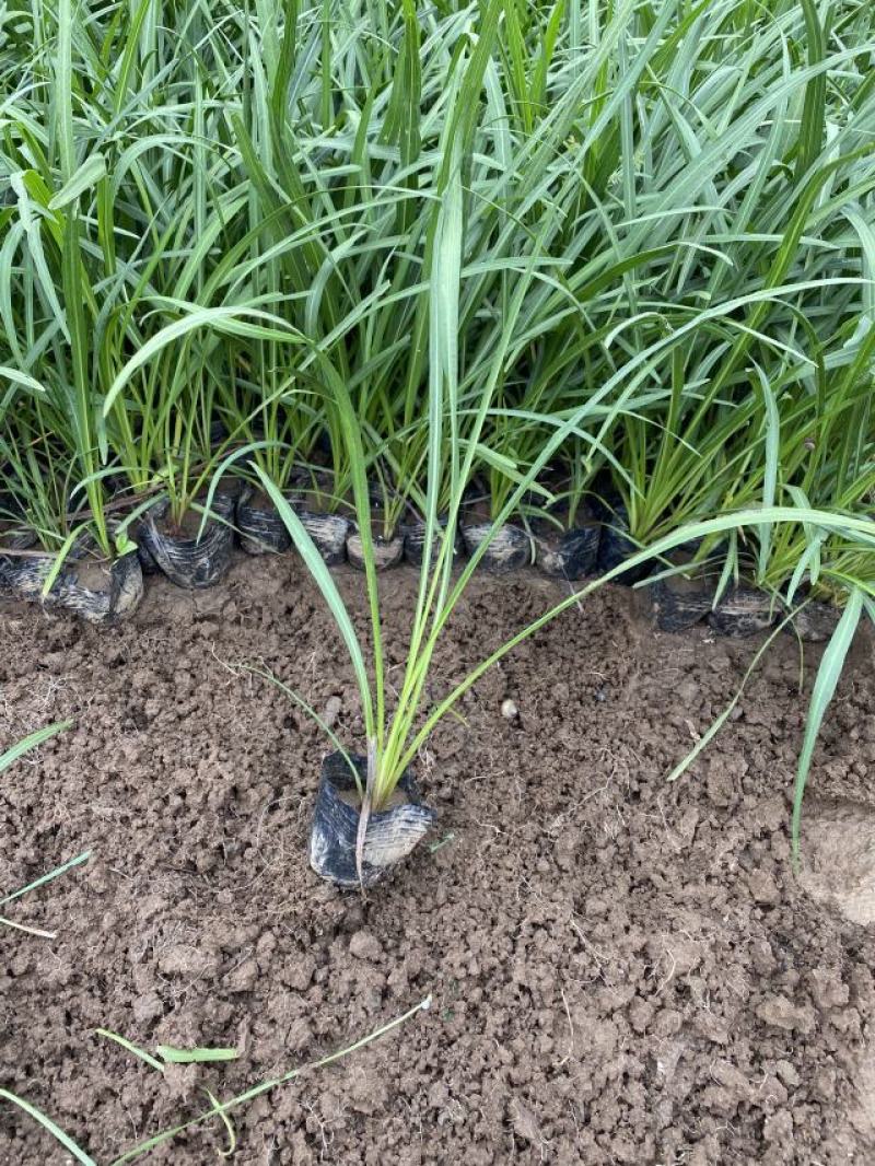 蛇鞭菊自产自销蛇鞭菊农户直销。600万低价出售