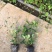 蛇莓自产自销蛇莓种植基地。500万直销