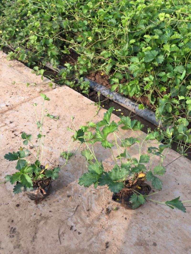 蛇莓自产自销蛇莓种植基地。500万直销