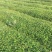 蛇莓自产自销蛇莓种植基地。500万直销