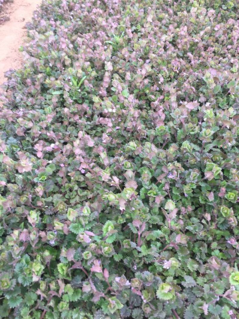 连钱草种植基地。连钱草。自产自销。300万处理。