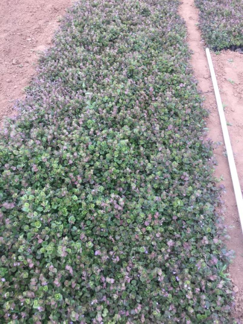 连钱草种植基地。连钱草。自产自销。300万处理。