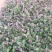 连钱草种植基地。连钱草。自产自销。300万处理。