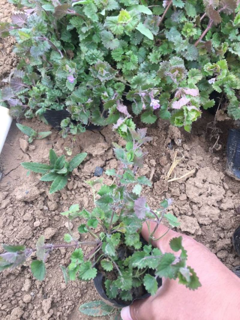 连钱草种植基地。连钱草。自产自销。300万处理。